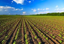 Fabbricati rurali: esenzione imu estesa ai comproprietari non agricoltori Imu fabbricati rurali